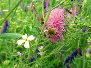 Abeilles