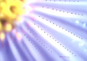 Fleur bleue