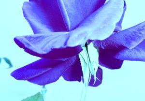 Rose bleue