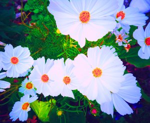 Fleurs - Martina Konitzky