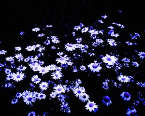 Fleurs au bord du champ - Martina Konitzky