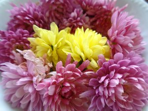 Fleurs de chrysanthème