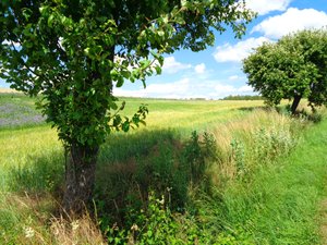 Chemin de campagne en été