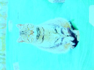Chaton