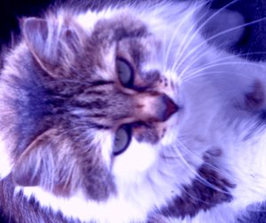 Chat violet