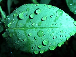 Gouttes de pluie