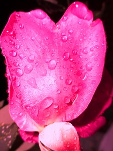 Gouttes de pluie
