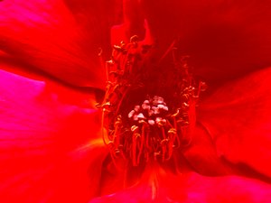 Rose - Martina Konitzky