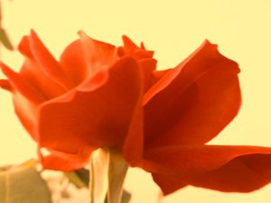 Rose - Martina Konitzky