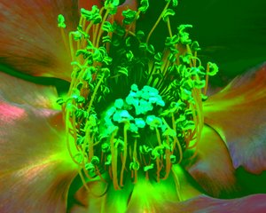 Rose verte - Martina Konitzky
