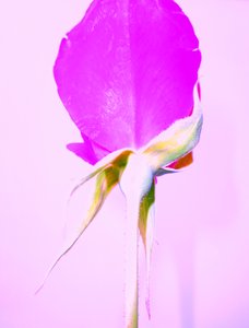 Rose violette - Martina Konitzky