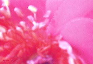 Parfum de rose 1 - Martina Konitzky
