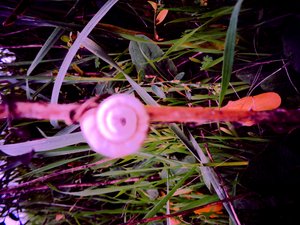 Escargot