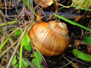 Escargot - Martina Konitzky