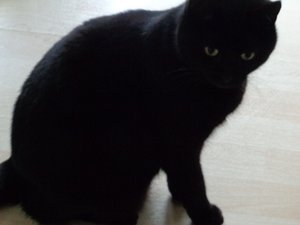 Chat noir