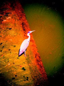 Héron cendré au bord de la rivière - Martina Konitzky