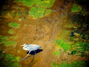 Oiseau au bord de la rivière