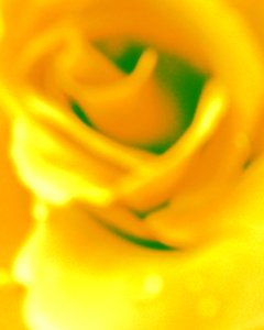 Jaune