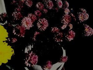 chrysanthemen5