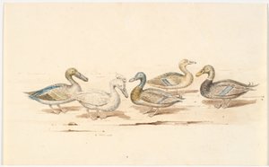 Études de différents types de canards - Martinus Rørbye