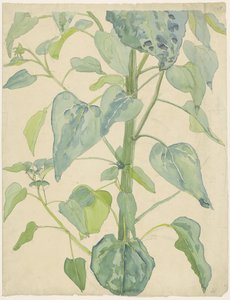 Tige et feuilles d