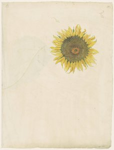 Tournesol