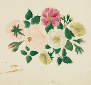 Roses de juin