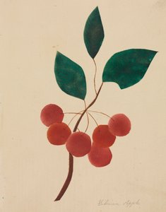 Pomme de Sibérie