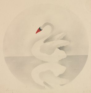 Cygne