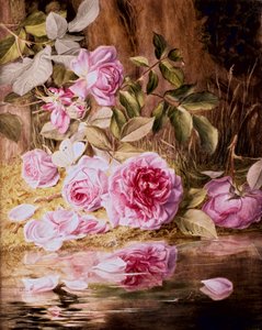 Roses de Blairie - Mary Elizabeth Duffield