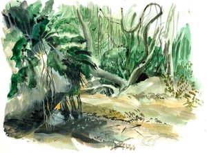 jungle : Tyrona, Colombie