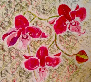 Orchidées