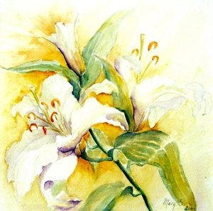 lys blancs