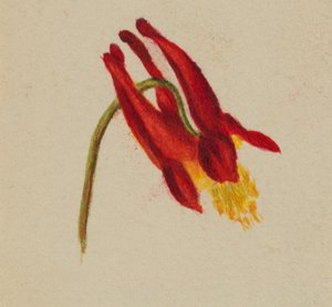 (Sans titre) - Mary Vaux Walcott