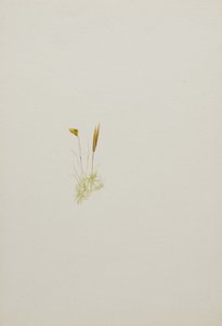 (Sans titre--Étude de fleurs) - Mary Vaux Walcott
