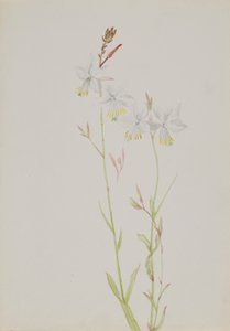 (Sans titre--Étude de fleurs)