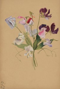 (Sans titre--Étude de fleurs) - Mary Vaux Walcott