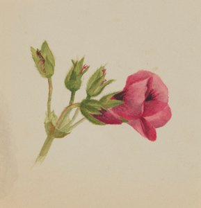 (Sans titre--Étude de fleurs) - Mary Vaux Walcott