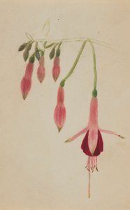 (Sans titre--Étude de fleurs)