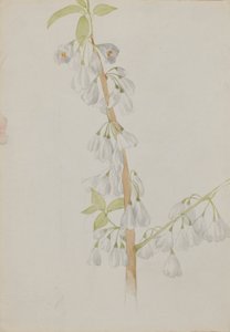 (Sans titre--Étude de fleurs)