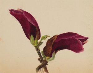 (Sans titre--Étude de fleurs) - Mary Vaux Walcott