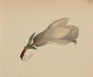 (Sans titre--Étude de fleurs)