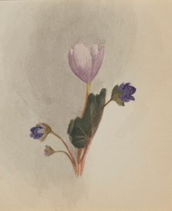 (Sans titre--Étude de fleurs)