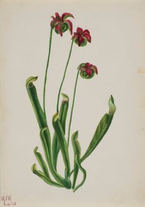 (Sans titre--Étude de fleurs)