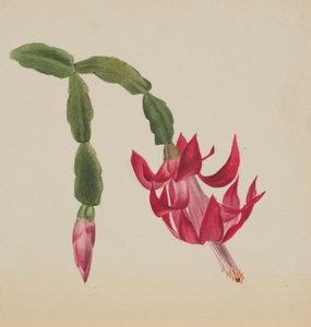 (Sans titre--Étude de fleurs) - Mary Vaux Walcott