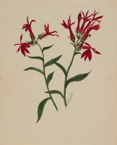 (Sans titre--Étude de fleurs) - Mary Vaux Walcott