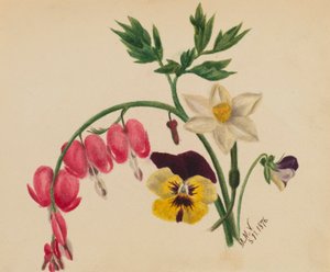 (Sans titre - Fleurs mélangées) - Mary Vaux Walcott