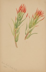 (Sans titre - Étude de plantes) - Mary Vaux Walcott