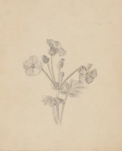 (Sans titre - Étude de plantes)
