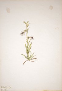 (Sans titre - Étude de plantes) - Mary Vaux Walcott